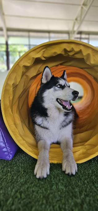 entrenamiento perros